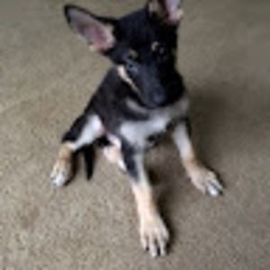 Meet your Posher, Pat